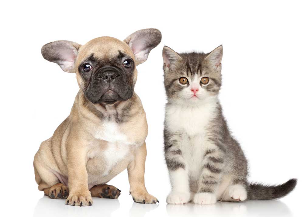 Kitten & Puppy Care - Taking Care of a Newborn Dog & Cat