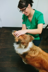 Dog dental examination