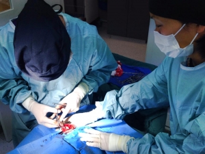 veterinary surgery procedure