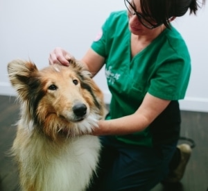 dog sitting down for a checkup