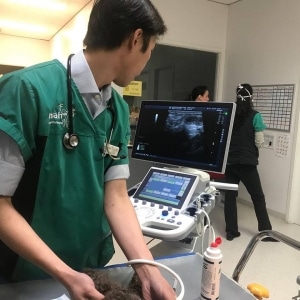 vet giving an ultrasound on animal